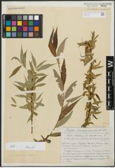Foto von Salix alba subsp. vitellina (L.) Arcang. x Salix babylonica L.